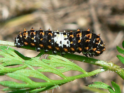 20130706_machaon1