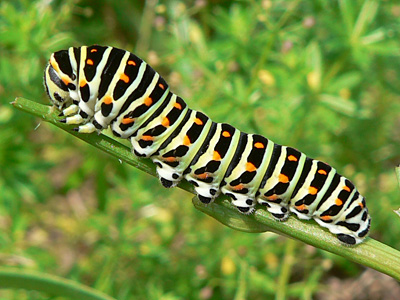 20130907_machaon1