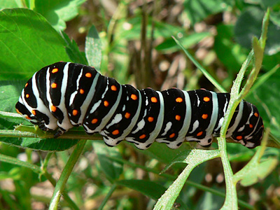 20130907_machaon2