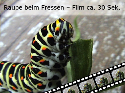 machaon_Film