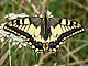 machaon_ms2