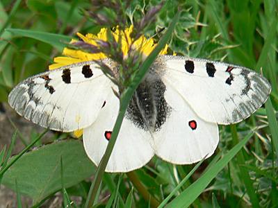 20110703_phoebus1