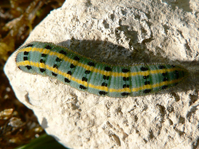 alfacariensis01
