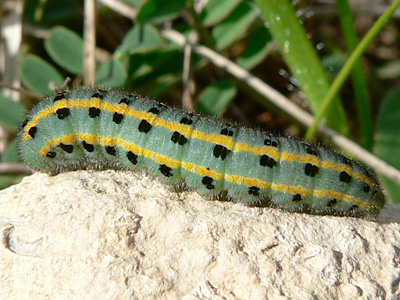 alfacariensis02