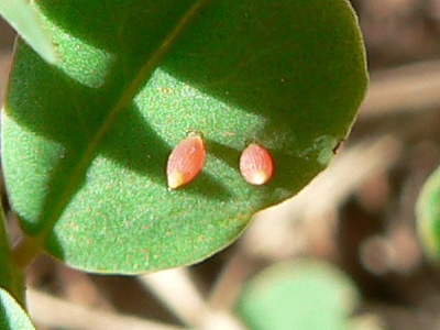 alfacariensis_2