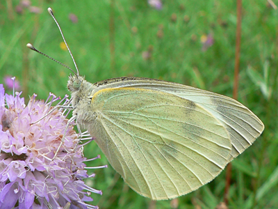 20120721_brassicae1