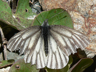 20110703_bryoniae1