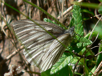 20110703_bryoniae4
