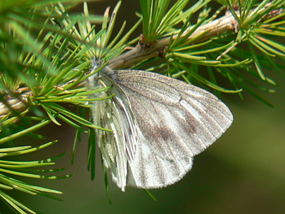 20110708_bryoniae