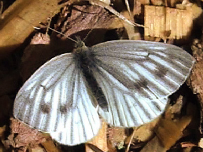 Bergweissling01
