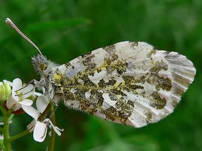 20130526_cardamines