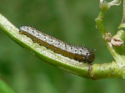 20130616_cardamines1