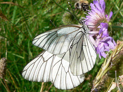 20110626_crataegie1