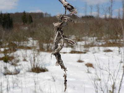 Baumweissling16