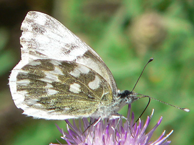 Resedaweiss_edusa1