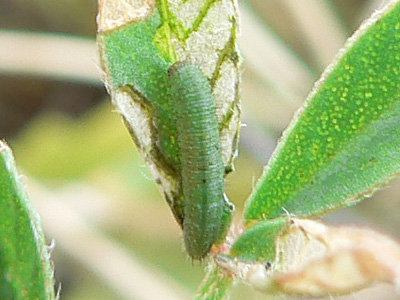20111009_hyale11