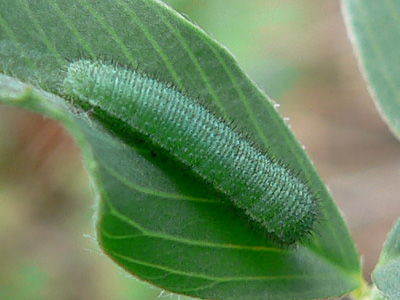 20111009_hyale4_L3