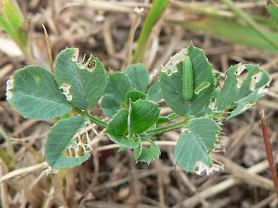 20120902_hyale3