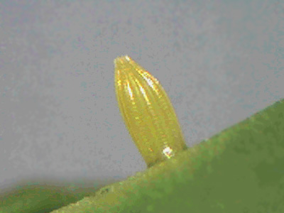 20110911_mannii11