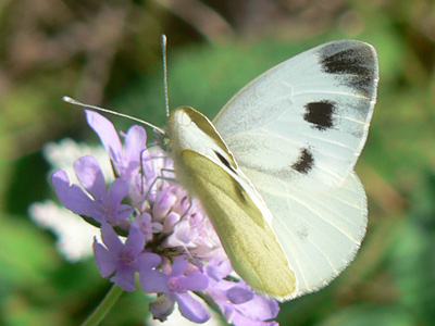 20110911_mannii8