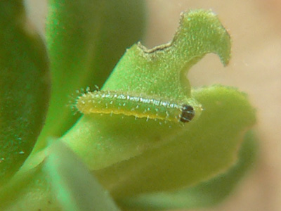 20110915_mannii2