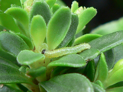 20110920_mannii2_L2