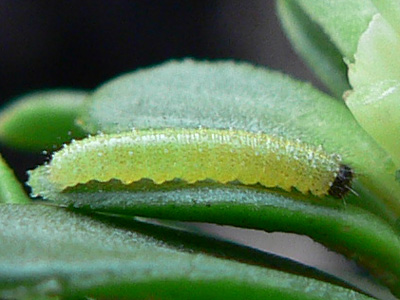 20110920_mannii_L2