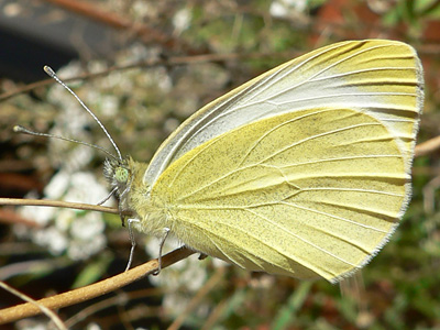 20111014_mannii1