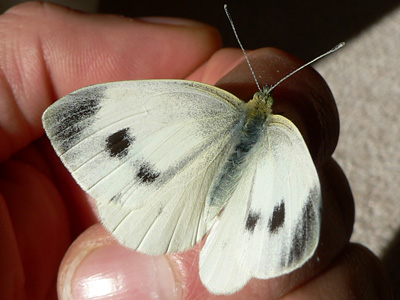 20111014_mannii2
