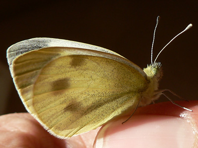20111014_mannii6