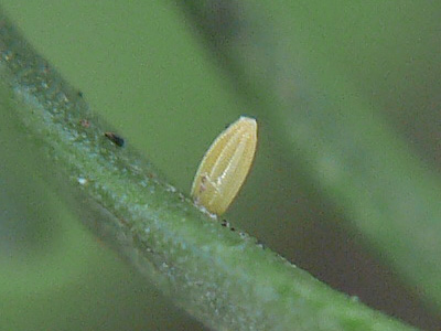 mannii02_0929