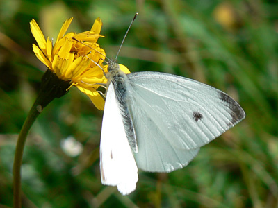 20110806_napi1