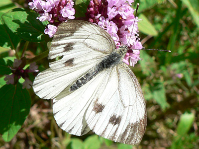 20110811_napi1