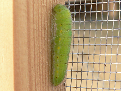 20120906_napi1