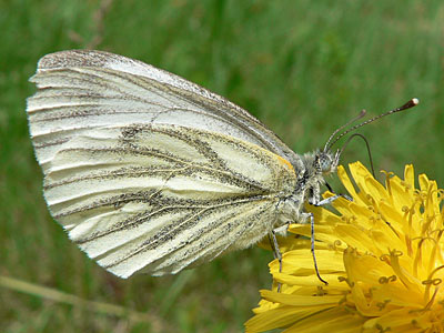 Gruenaderweissling1