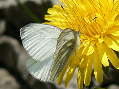 Gruenaderweissling12