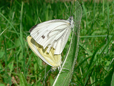 Gruenaderweissling14