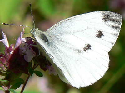 Gruenaderweissling17