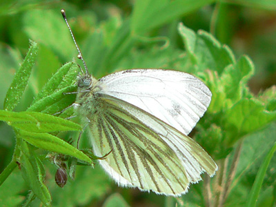 Gruenaderweissling20
