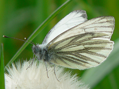 Gruenaderweissling23