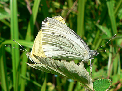Gruenaderweissling3