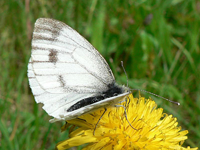Gruenaderweissling4