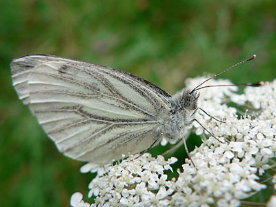 Gruenaderweissling5