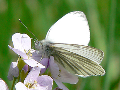Gruenaderweissling8