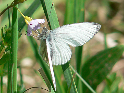 Gruenaderweissling9