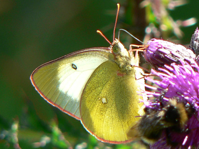 20110626_palaeno2