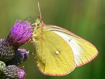 20110626_palaeno5
