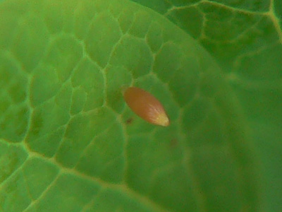 20110626_palaeno6