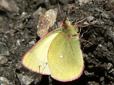 20110704_palaeno1