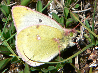 20110702_phicomone1